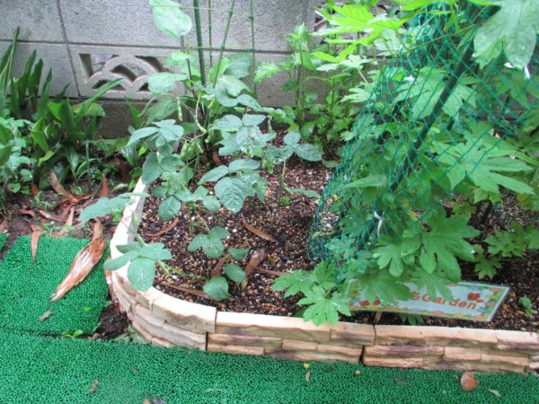 お庭菜園♪写真中央が枝豆です